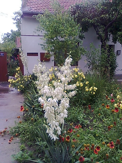 Imagine2475 - Alte flori
