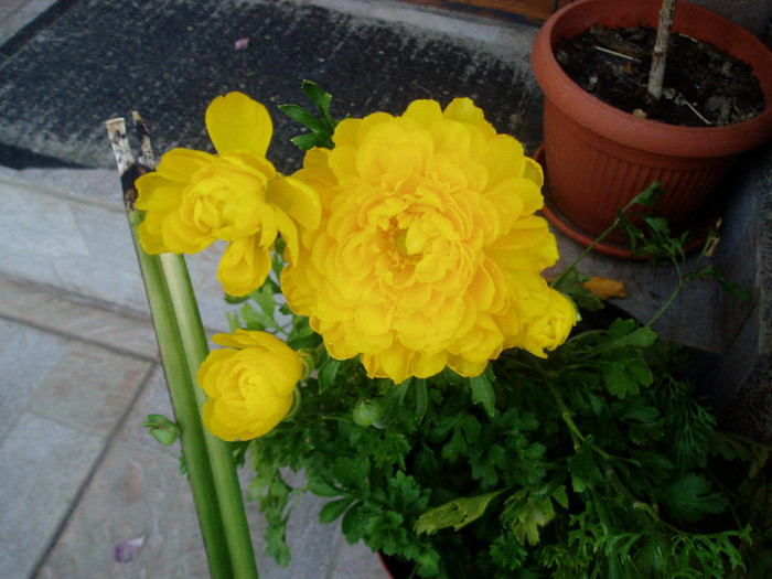 P1010737 - Ranunculus si begonii