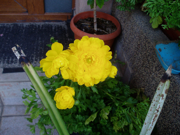 P1010727 - Ranunculus si begonii