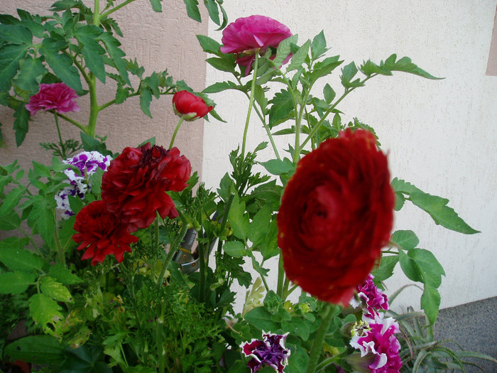 P1010730 - Ranunculus si begonii