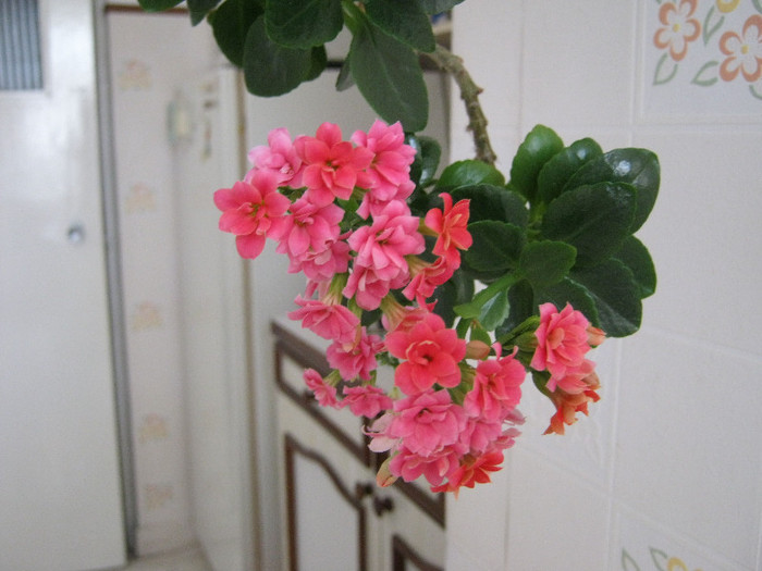 IMG_2169 - KALANCHOE