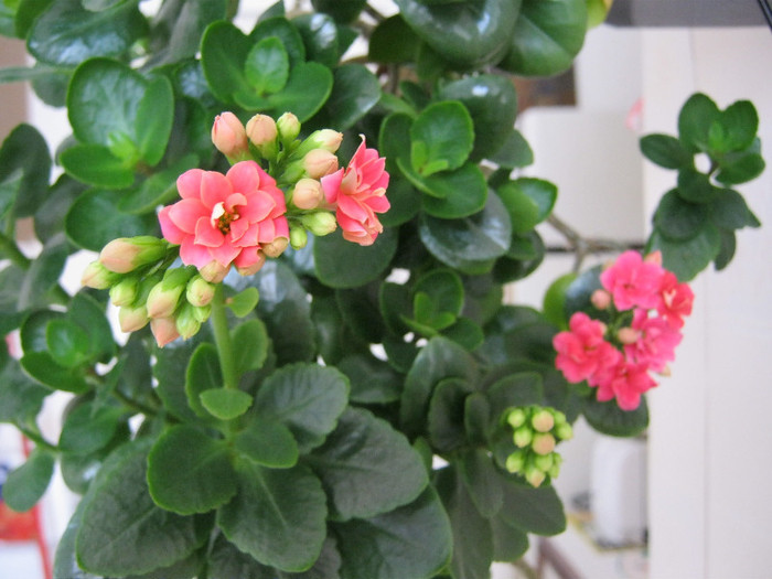 IMG_2170 - KALANCHOE