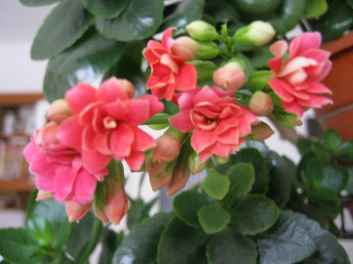 IMG_2171 - KALANCHOE