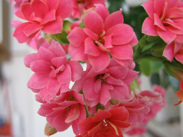 IMG_2174 - KALANCHOE