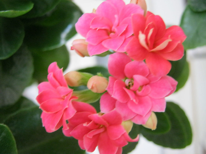 IMG_2175 - KALANCHOE