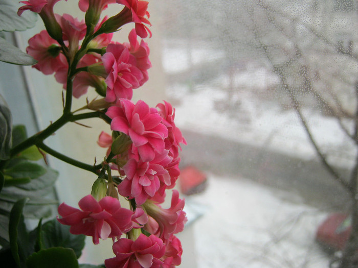 IMG_2619 - KALANCHOE