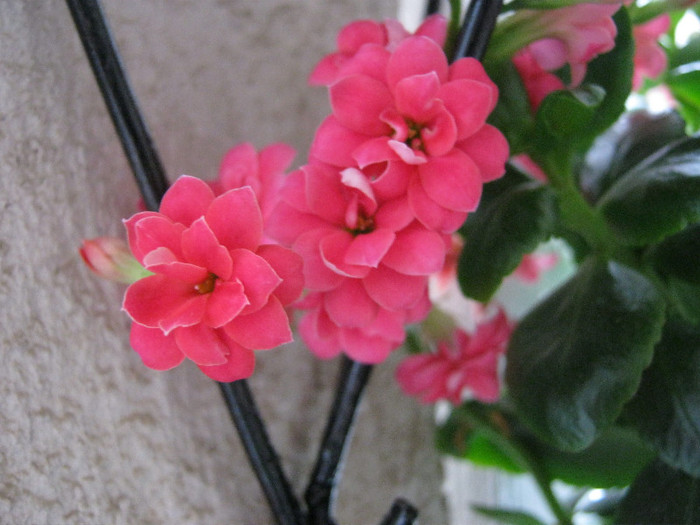 IMG_3385 - KALANCHOE