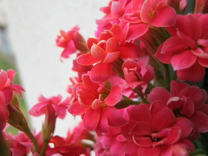 IMG_3388 - KALANCHOE