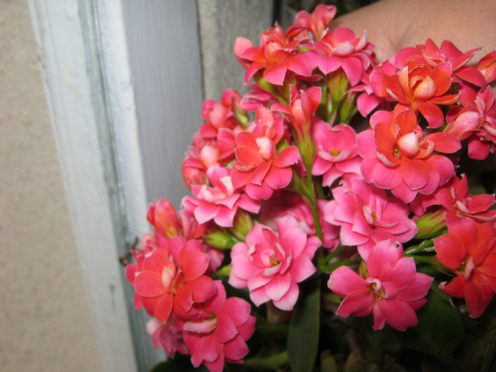 IMG_3389 - KALANCHOE