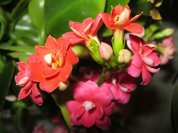 IMG_3390 - KALANCHOE