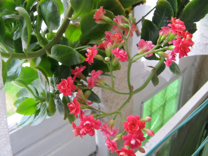 IMG_3391 - KALANCHOE