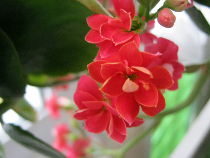 IMG_3392 - KALANCHOE