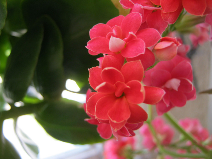 IMG_3444 - KALANCHOE