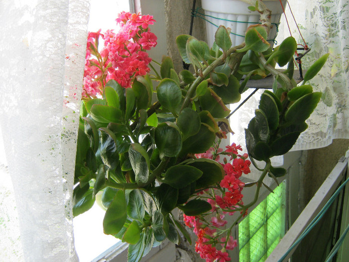 IMG_3454 - KALANCHOE