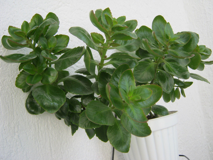 IMG_4428 - KALANCHOE