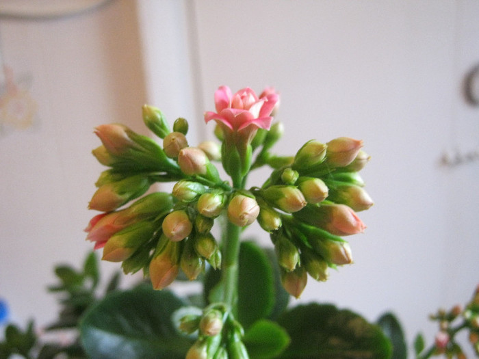 IMG_6936 - KALANCHOE