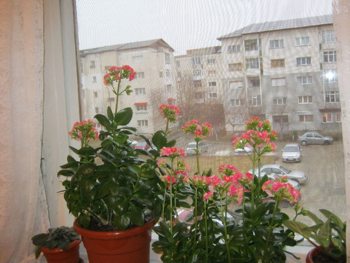 IMG_7079 - KALANCHOE