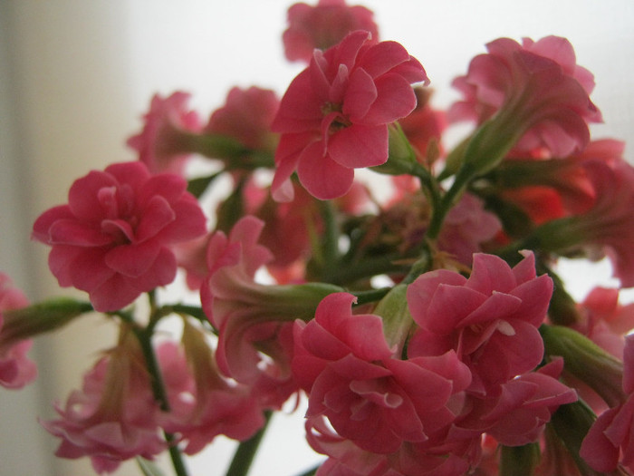 IMG_7377 - KALANCHOE