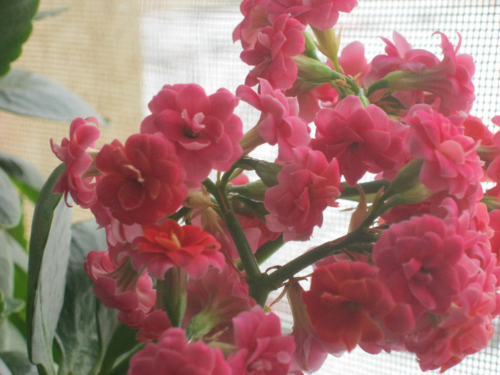 IMG_7401 - KALANCHOE