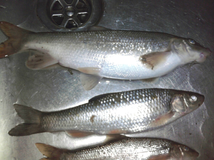 Fotografie2218; Mreana,Clean...
