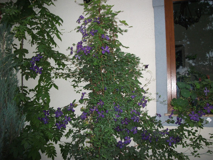 Clematis Polish spirit