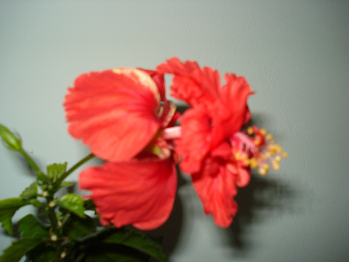 DSC03368 - HIBISCUS 2012