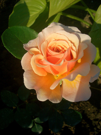 CIMG5722 - trandafiri 2012 - part II