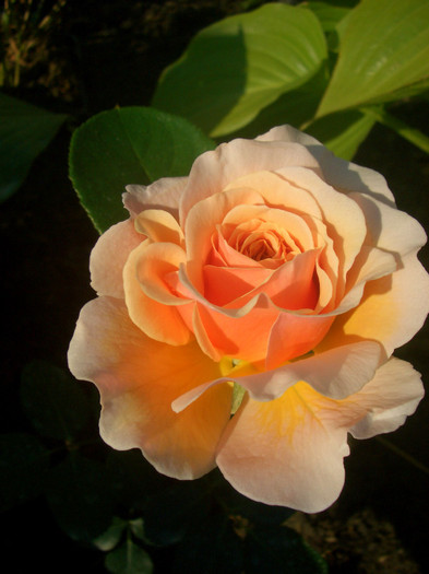 CIMG5724 - trandafiri 2012 - part II