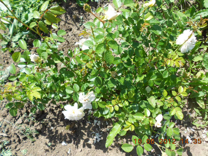 DSCN3766