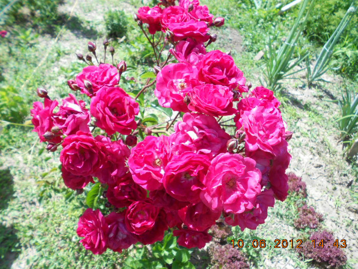 DSCN3773 - Trandafiri 2012