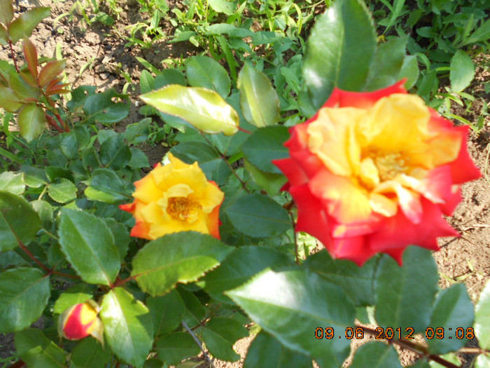 DSCN3723