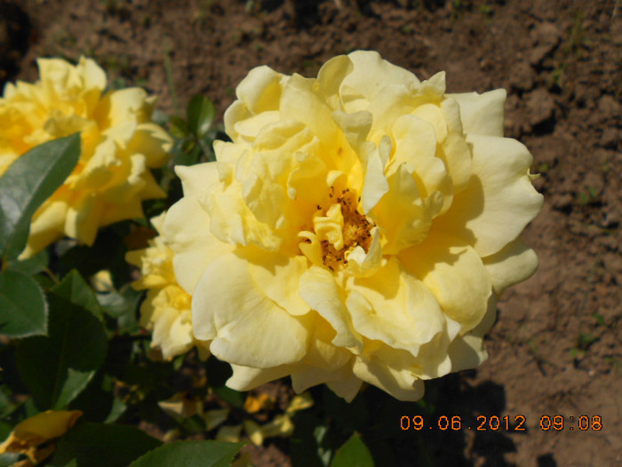 DSCN3729