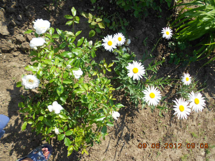DSCN3730