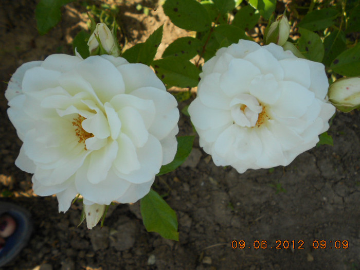 DSCN3736