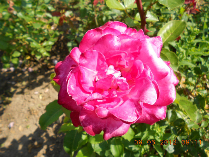 DSCN3742