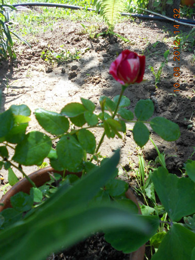 DSCN3748