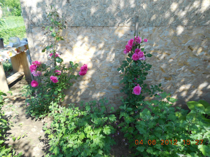 DSCN3510