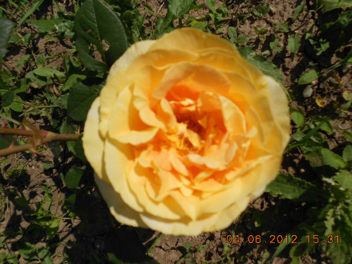DSCN3521