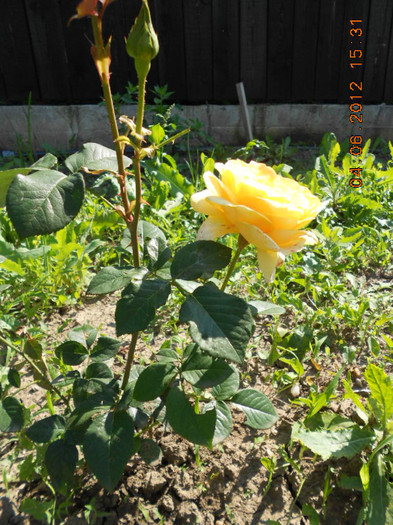 DSCN3522