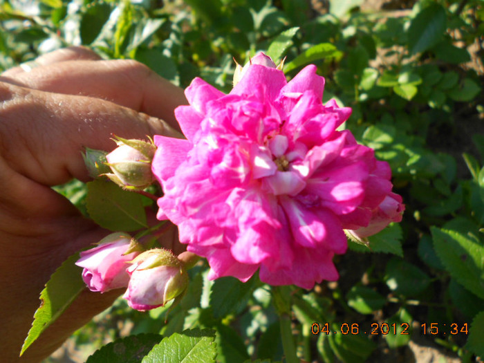 DSCN3529
