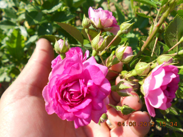 DSCN3530