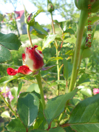 DSCN3533