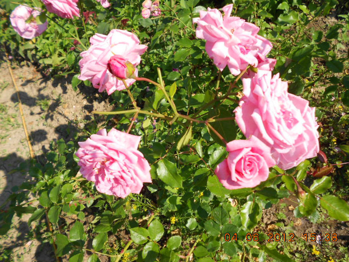 DSCN3546