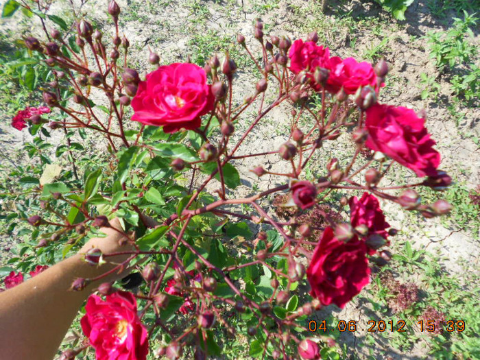 DSCN3549