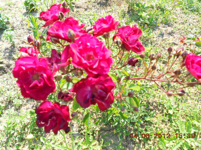 DSCN3550