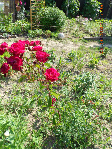 DSCN3551