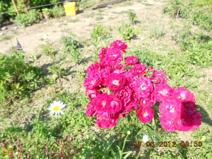 DSCN3650