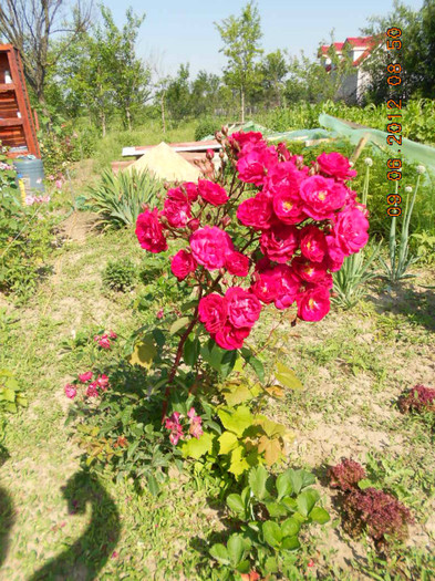 DSCN3651