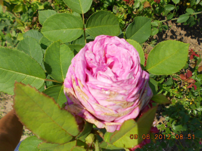 DSCN3655