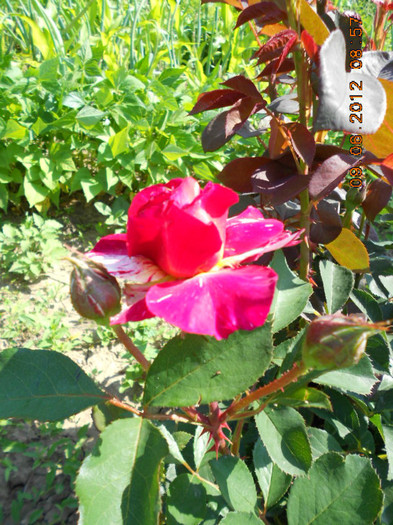 DSCN3674